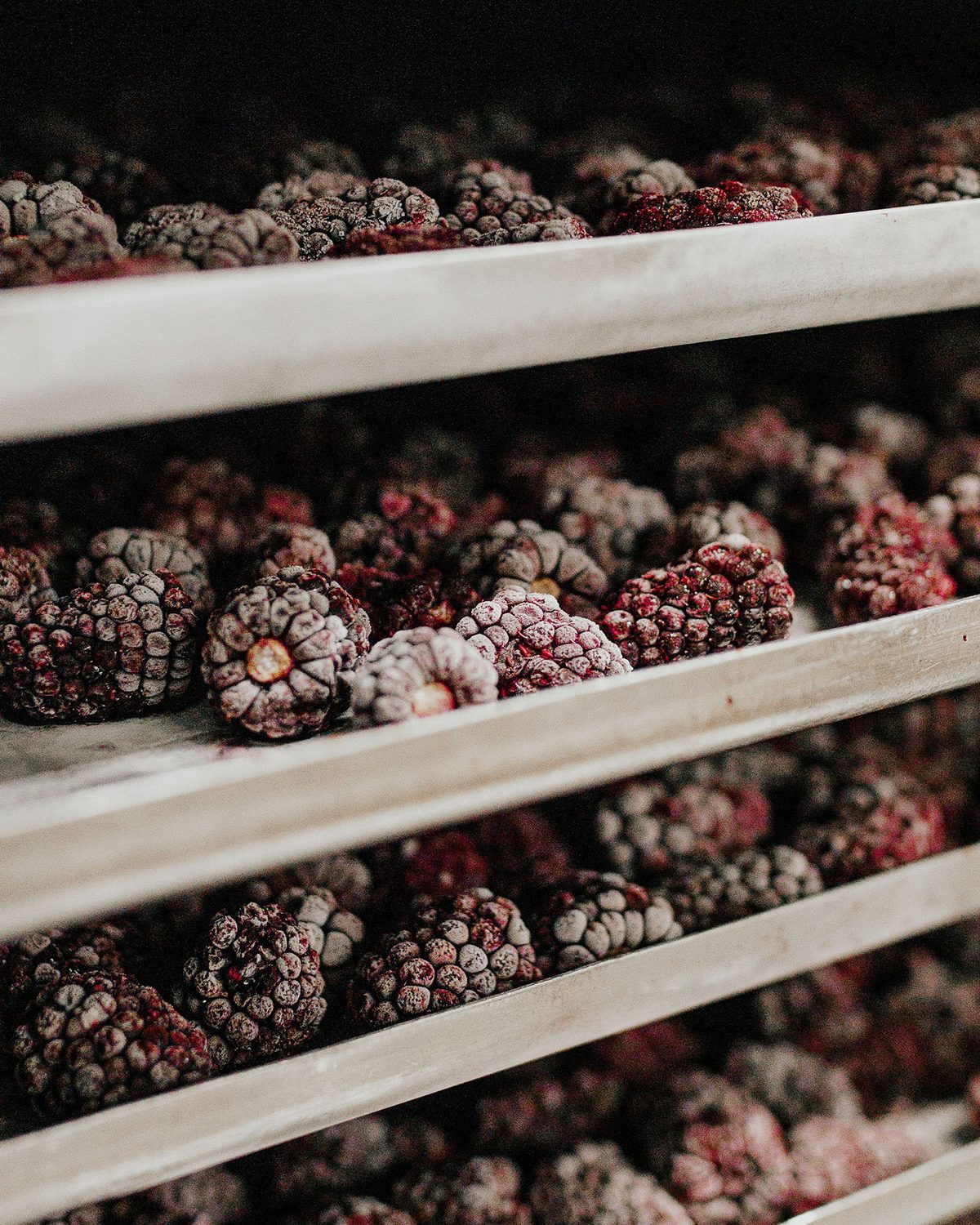 Frozen boysenberries before freeze drying